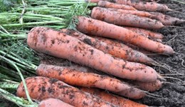 Carrot, parsnip and red beet resources
